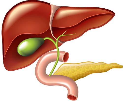 Best Liver and Pancerase Specialist in Byculla